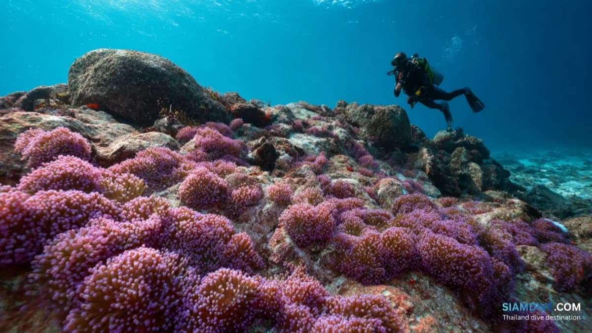 Koh Ngam Yai Diving Guide: Chumphon's Wild Granite Island