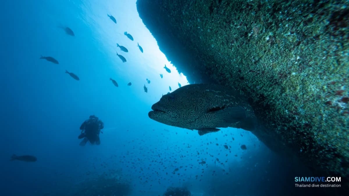 Hin Phae Diving Guide: Koh Tao's Quiet Granite Pinnacle