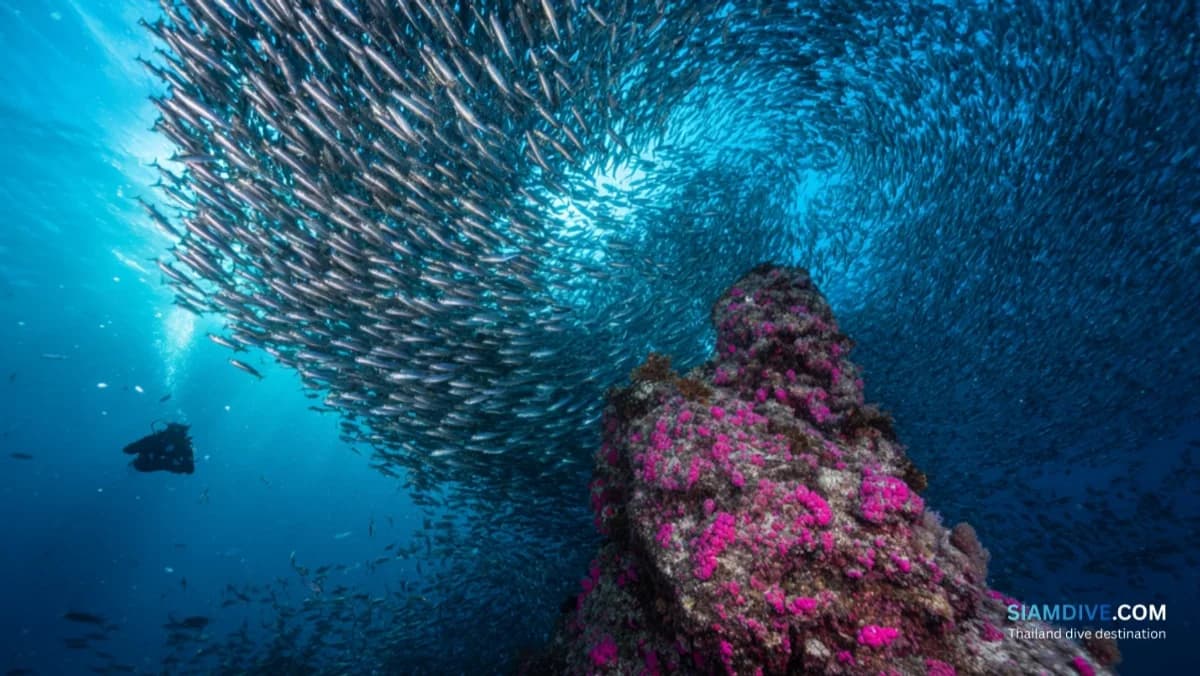 Southwest Pinnacle Koh Tao Diving Guide: The Gulf's Best Big-Fish Site