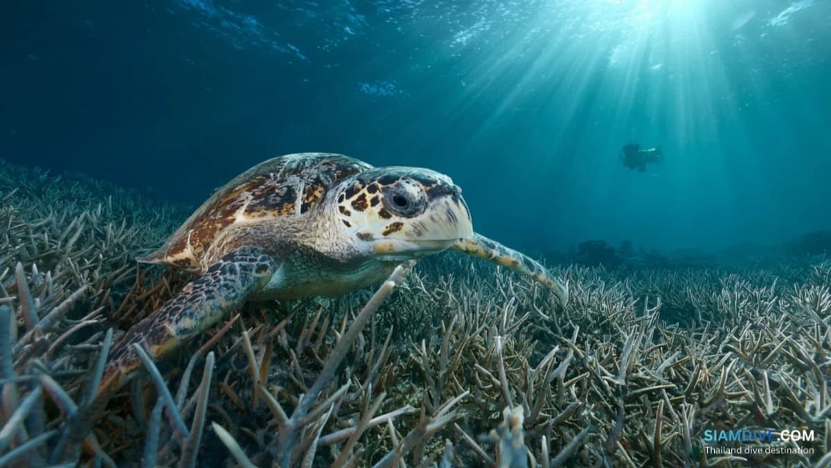 White Rock Koh Tao Diving Guide: The Island's Best Night Dive