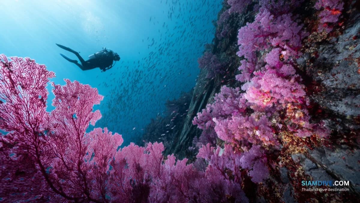 Hin Wong Pinnacle Koh Tao Diving Guide: The East Coast's Best Kept Secret