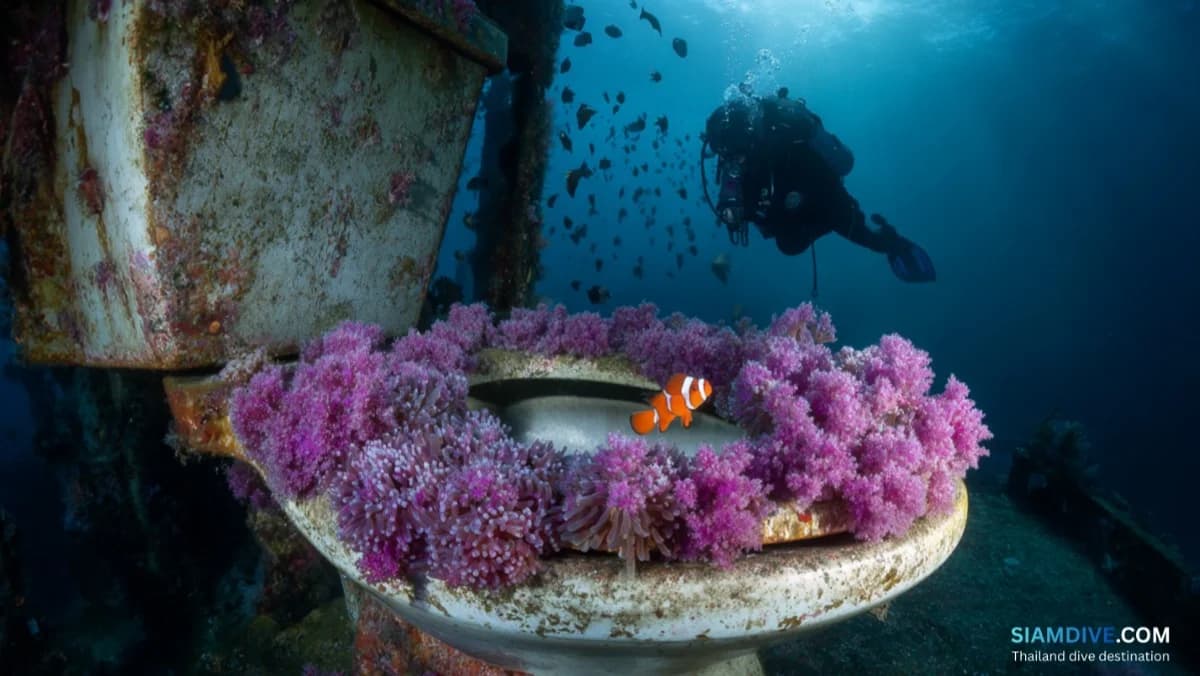 The Junkyard Koh Tao Diving Guide: The Island's Quirkiest Artificial Reef