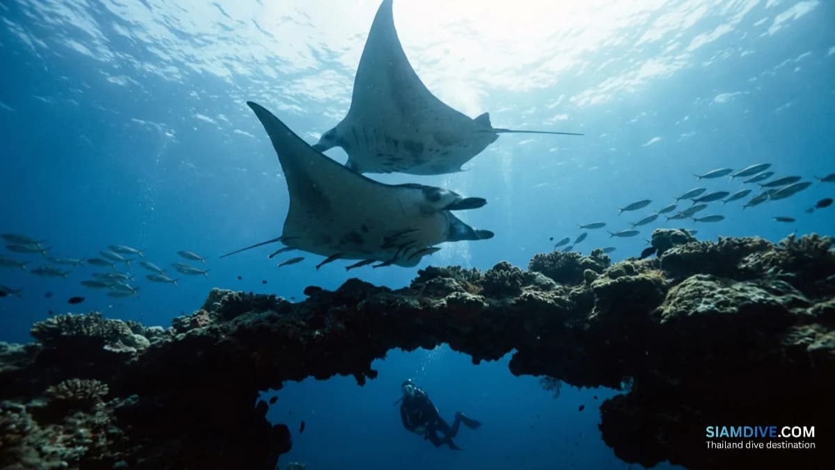 One Country, Every Type of Dive: Why Thailand Is the Most Underrated Bucket-List Destination