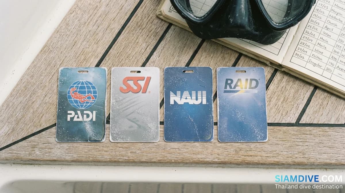 PADI vs SSI vs NAUI vs RAID: Ist die Agentur auf deiner Karte wirklich wichtig?