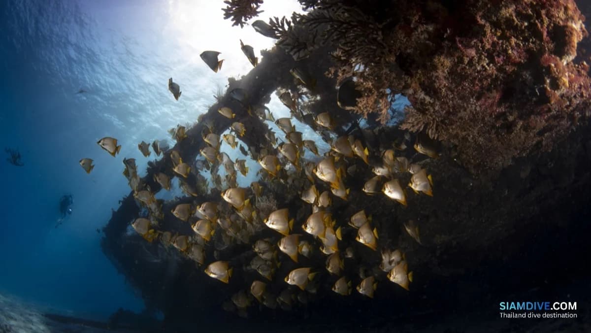 Boonsung at 18 Metres: The Reef a Tsunami Built