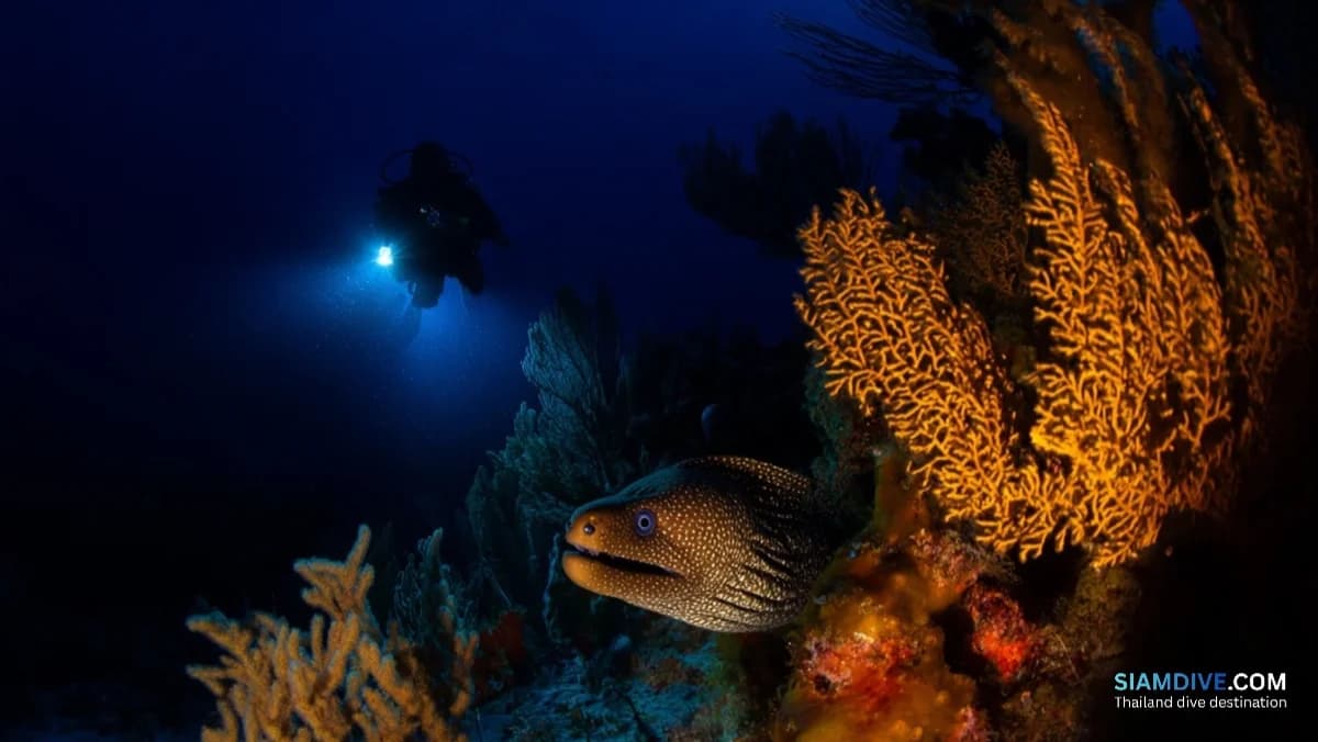 Night or Deep First? Thailand's Reefs Already Chose for You
