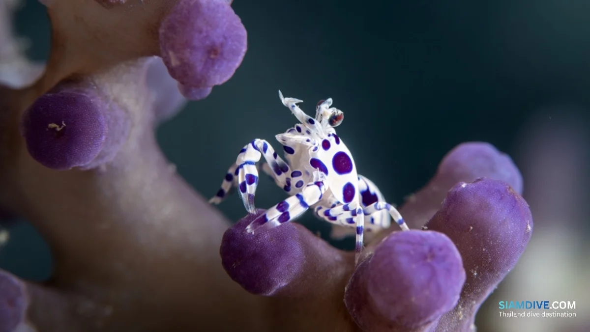 How to Time Richelieu Rock for Whale Sharks Before May 15
