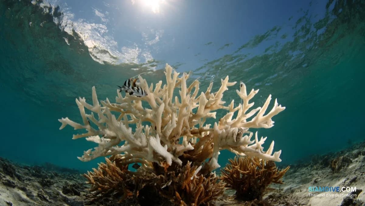 サンゴの45%が白化したタイ湾の今