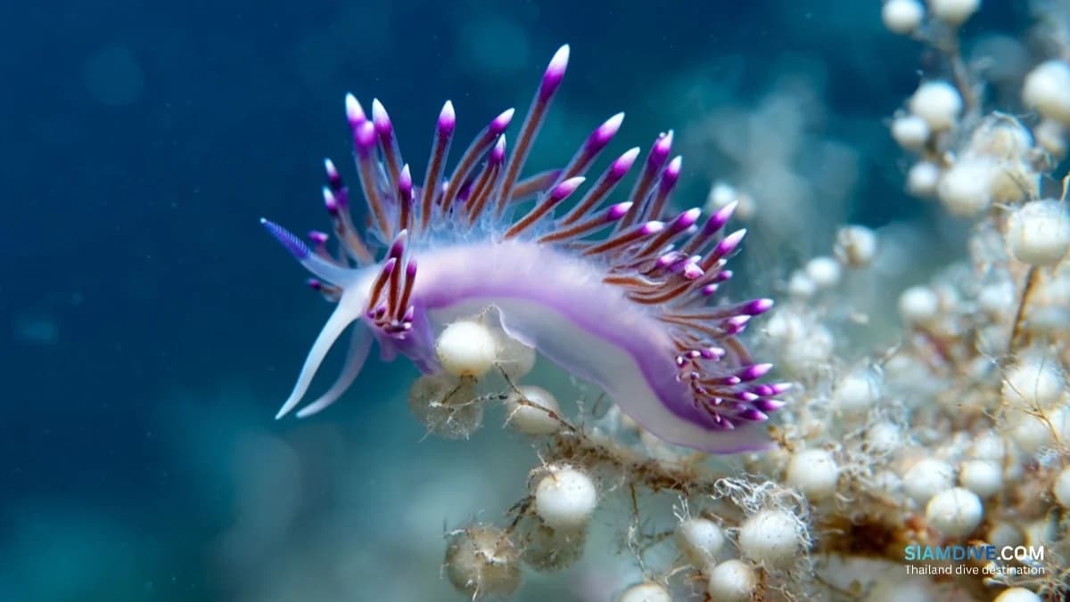 The Slug That Steals Weapons: Koh Tao's Nudibranch Obsession