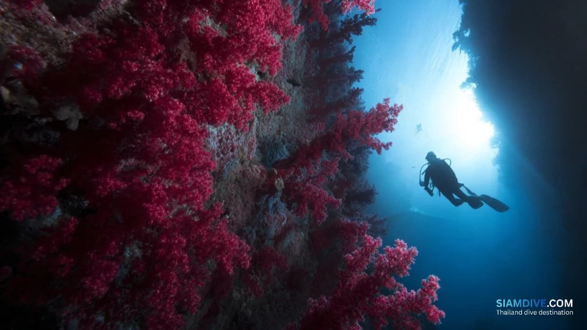 5 Depths Where Hin Daeng's Red Wall Changes Completely