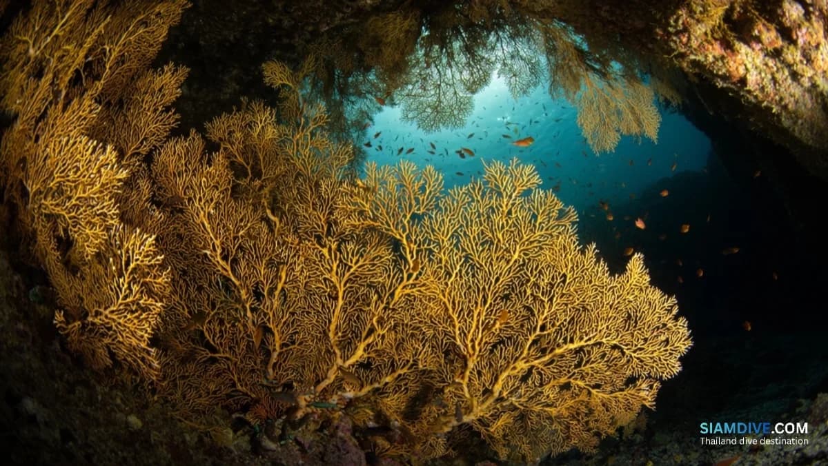 Hin Lak Ngam: Thailand's Black Coral Capital in Chumphon
