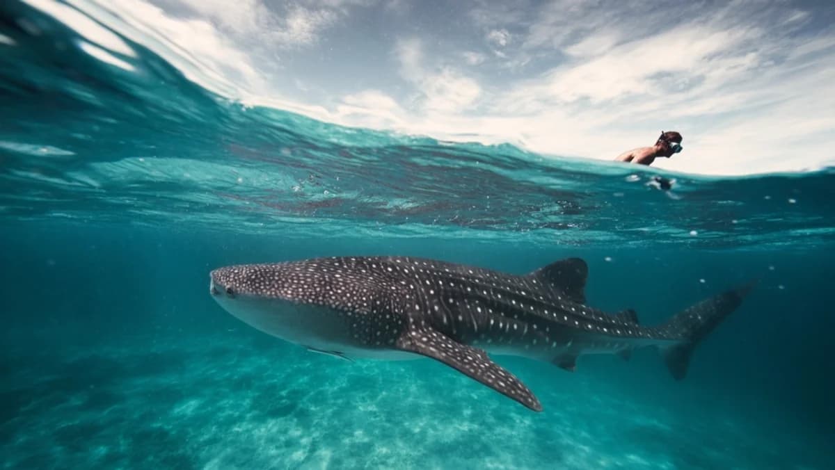 Where Whale Sharks Surface Daily at Koh Ran Ped