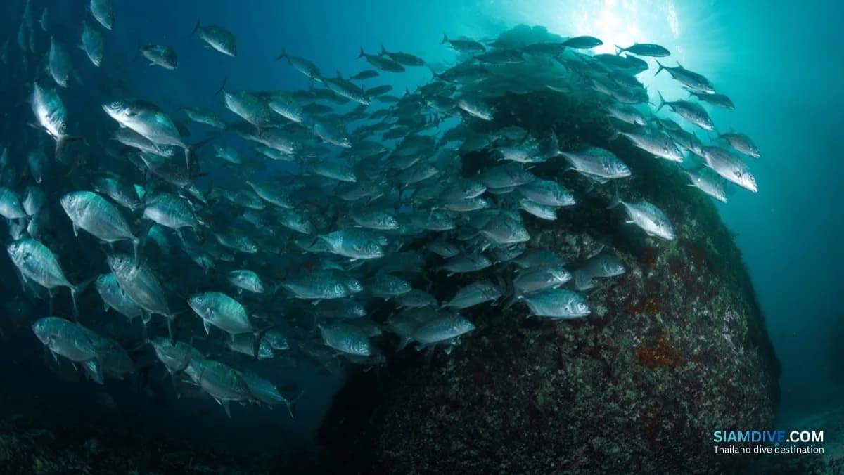 Where Giant Trevally Hunt in Koh Tachai's Strongest Current