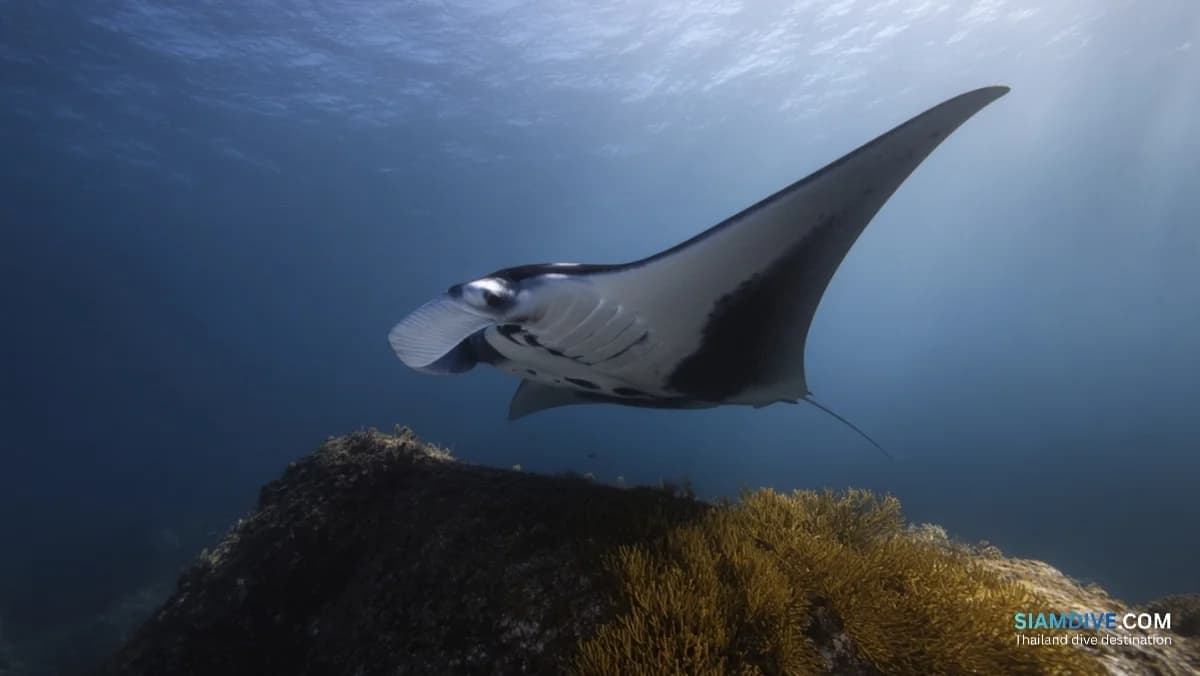 Where Mantas Queue at Koh Bon's 24-Metre Ridge