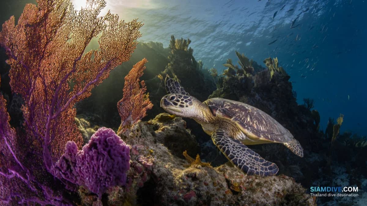 Hin San Chalarm: Best Coral Pinnacle in Samae San