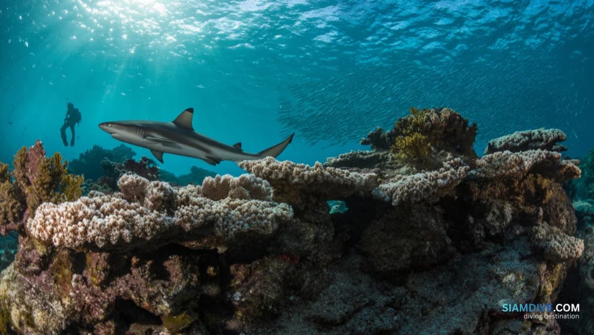 Hin Yai: The Gulf Pinnacle Where Sharks Patrol at 14 Metres