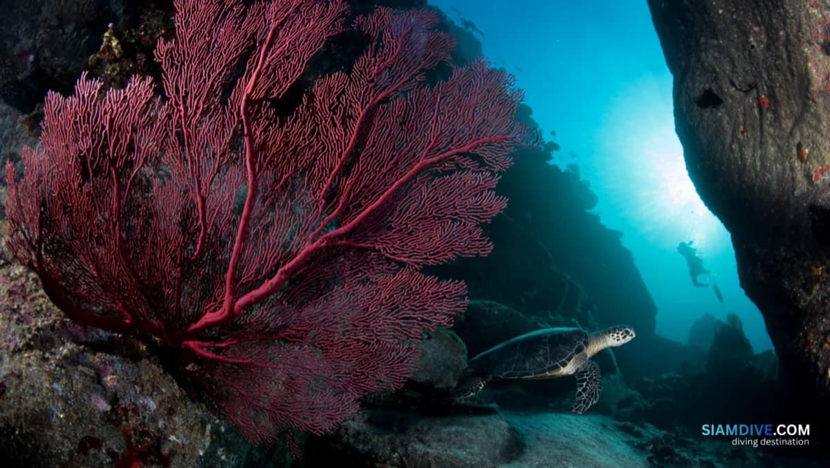 Why Koh Rong Khon's 3-Knot Current Builds Better Reefs
