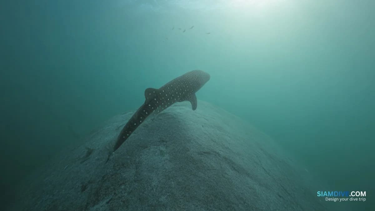 Where Did Koh Tao's Whale Sharks Go After 1,409 Sightings?