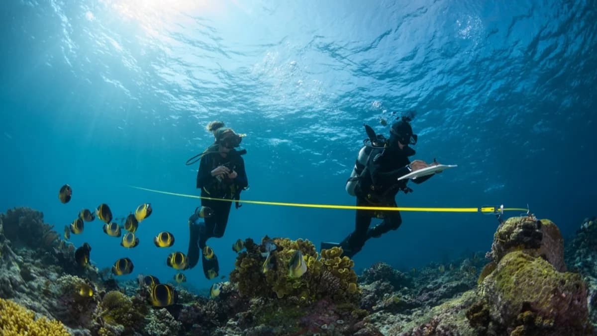 Why Counting Butterflyfish Matters More Than Planting Coral