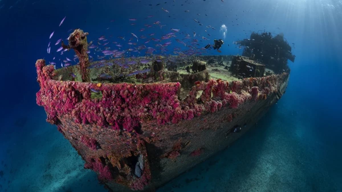 A Warship with 7 Battle Stars Now Grows Coral at 30 Metres