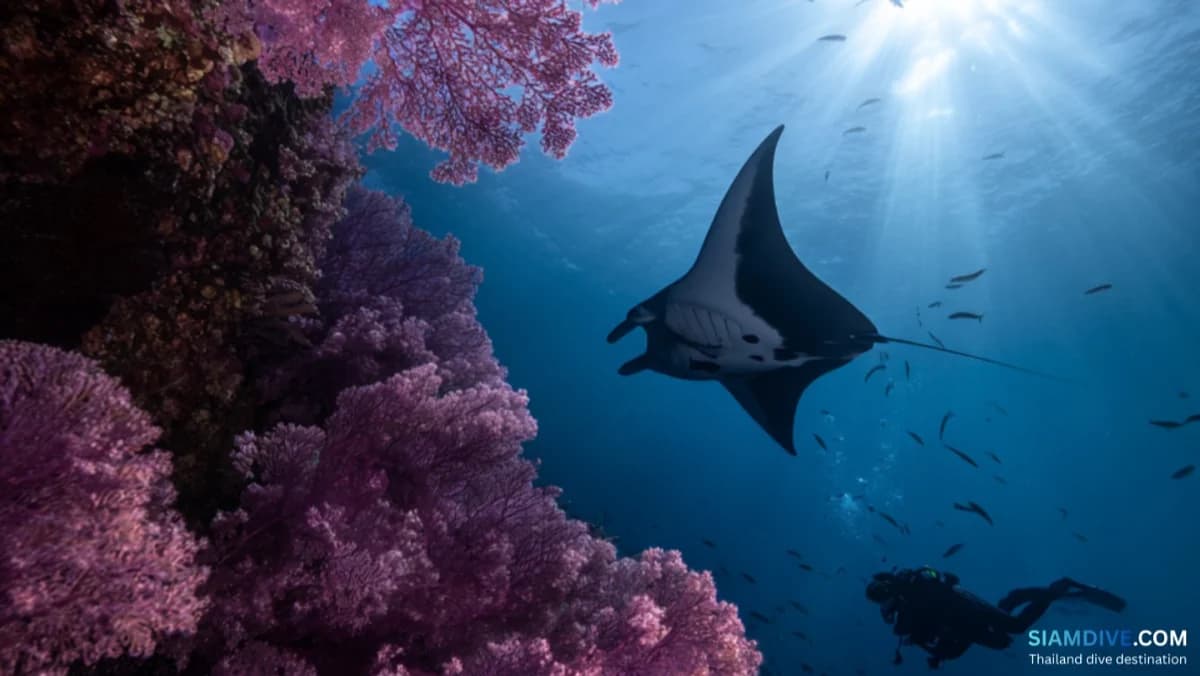 Hin Daeng & Hin Muang Liveaboard: Thailand's Wildest Walls