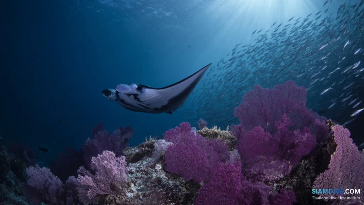 Mergui Archipelago Liveaboard from Thailand: The Untouched Andaman