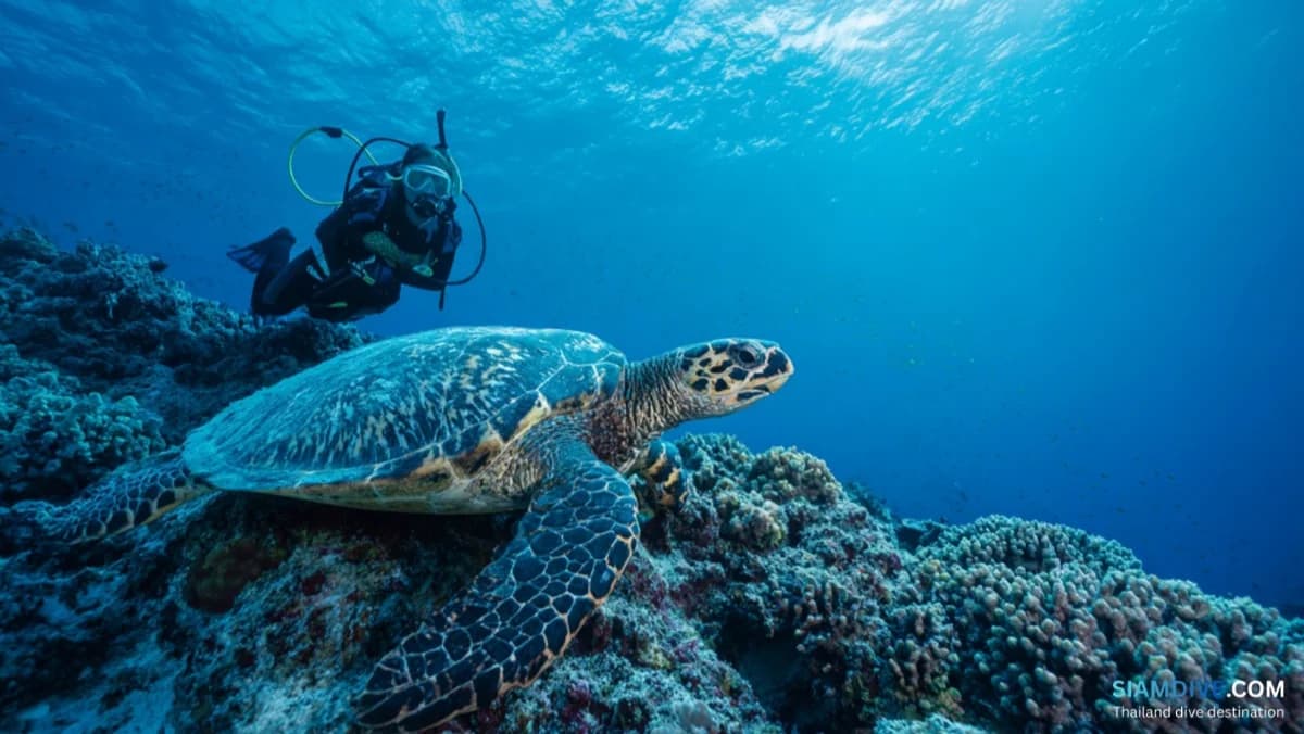 Marine Life Etiquette: A Diver's Guide to Not Being That Person