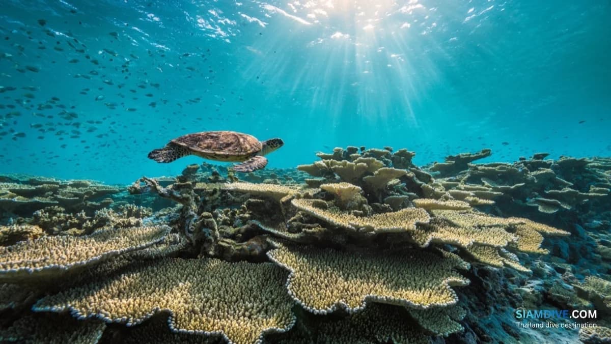 Koh Rok Diving Guide: Trang's Pristine Coral Paradise