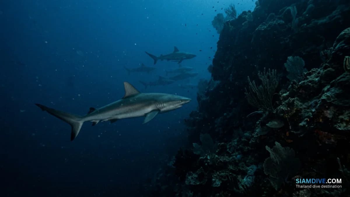 Bida Nok: Where Leopard Sharks Sleep at Your Feet