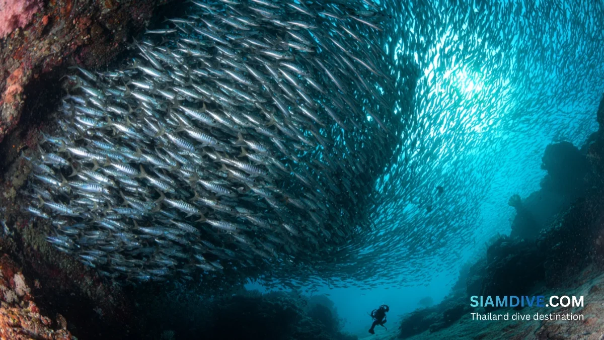 Similan Islands Diving Guide: Thailand's Underwater Paradise