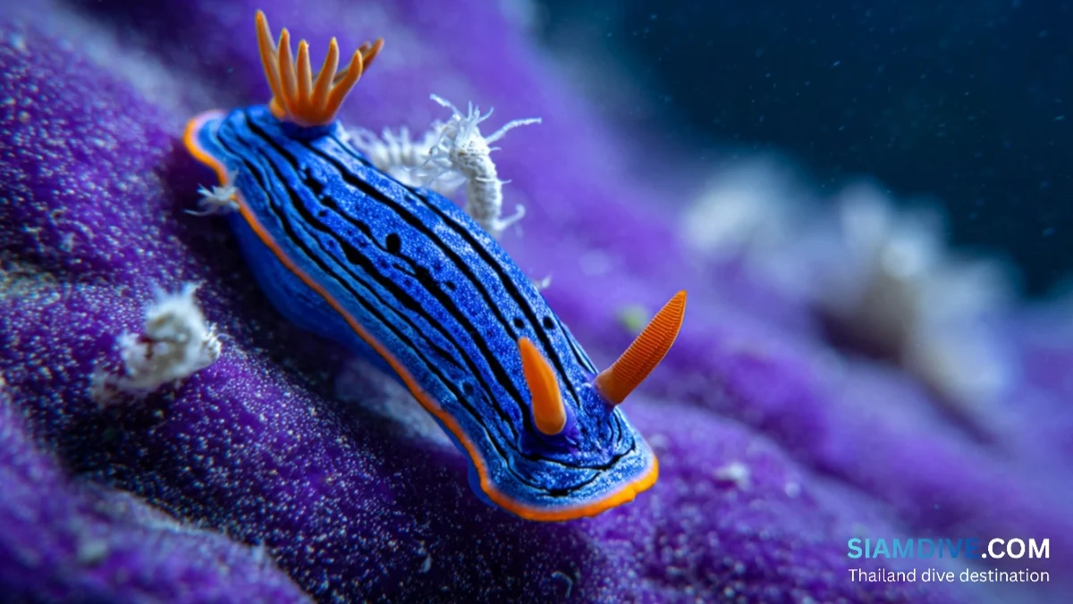 Nudibranchs: 10 Mind-Blowing Facts About the Ocean's Strangest Creatures — image 4