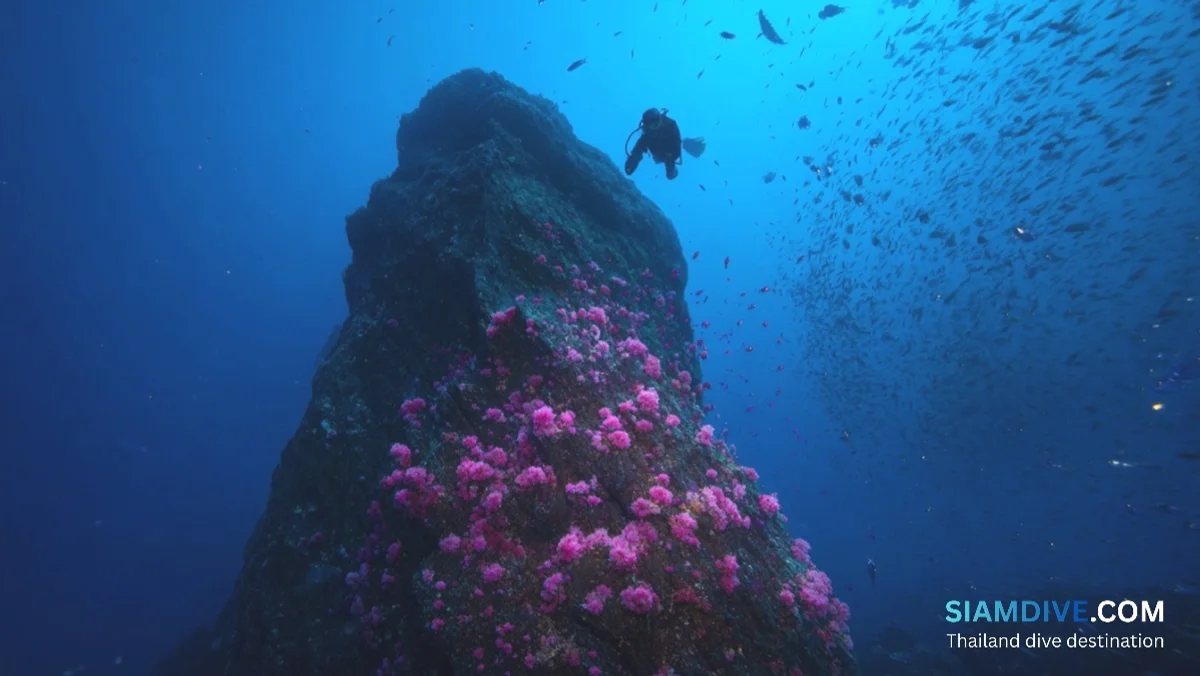 Chumphon Pinnacle Diving Guide: Gulf of Thailand's Granite Tower — image 4