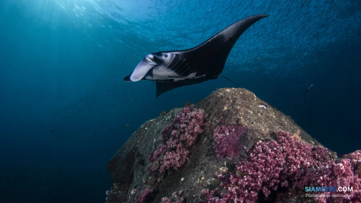Mergui Archipelago Liveaboard from Thailand: The Untouched Andaman — image 3