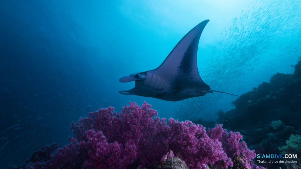Mergui Archipelago Liveaboard from Thailand: The Untouched Andaman — image 4