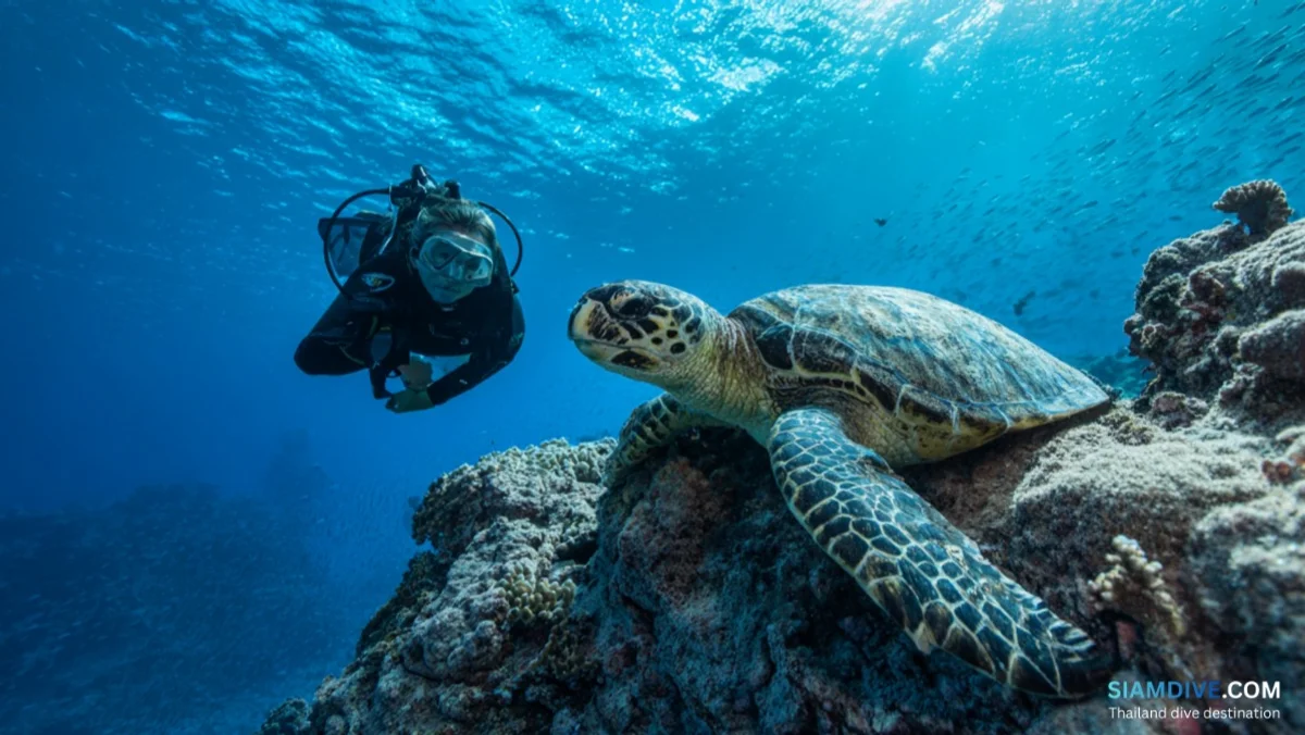 Marine Life Etiquette: A Diver's Guide to Not Being That Person — image 2