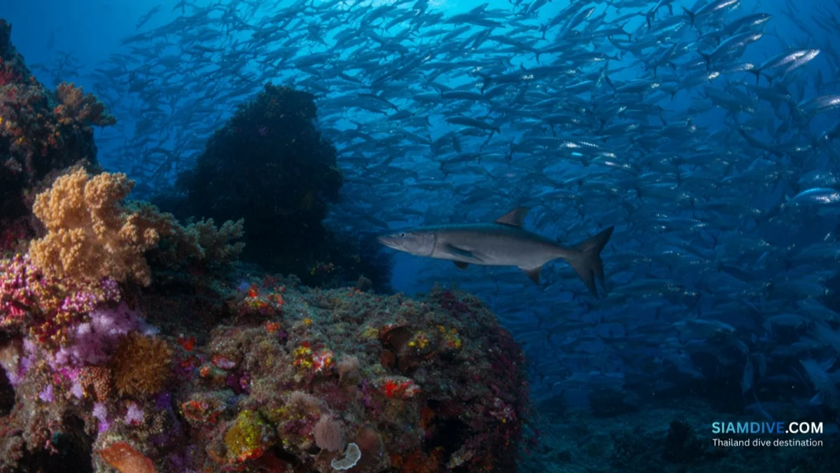 8 Mile Rock Diving Guide: Koh Lipe's Deep Pinnacle — image 3
