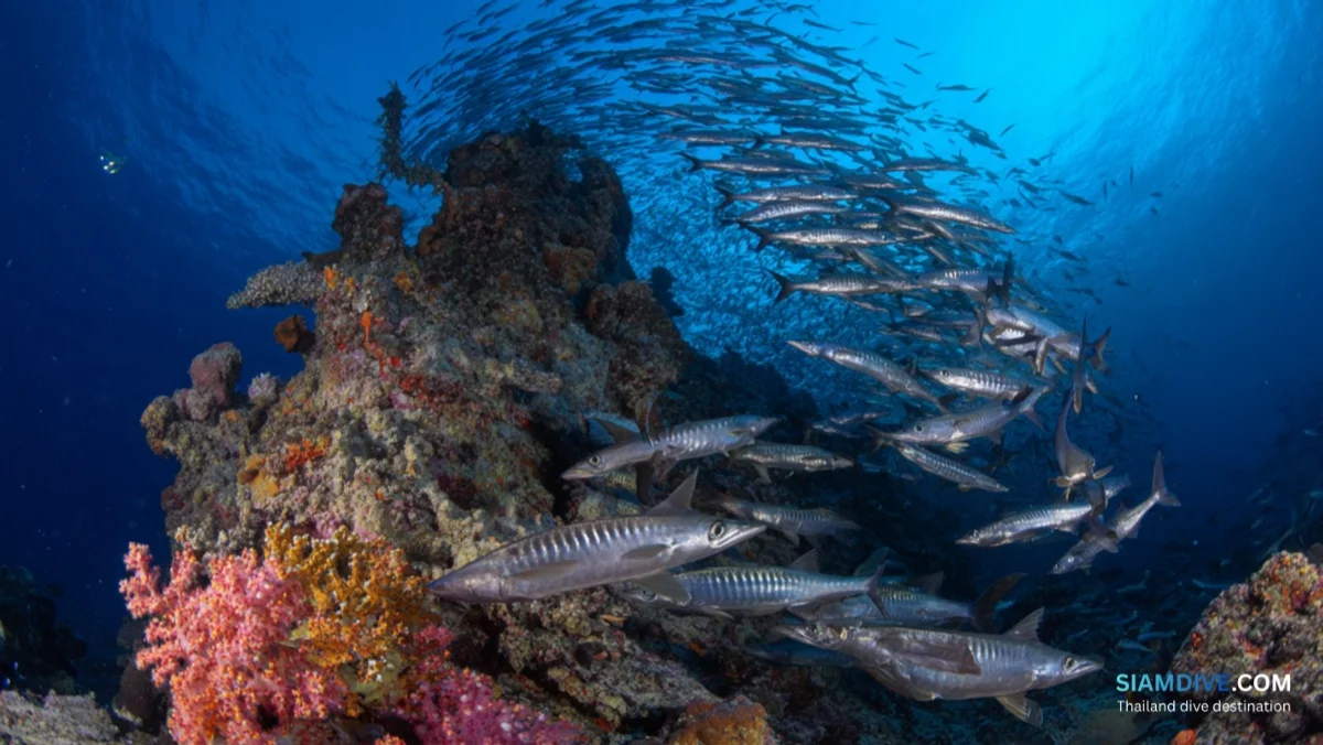 8 Mile Rock Diving Guide: Koh Lipe's Deep Pinnacle — image 4