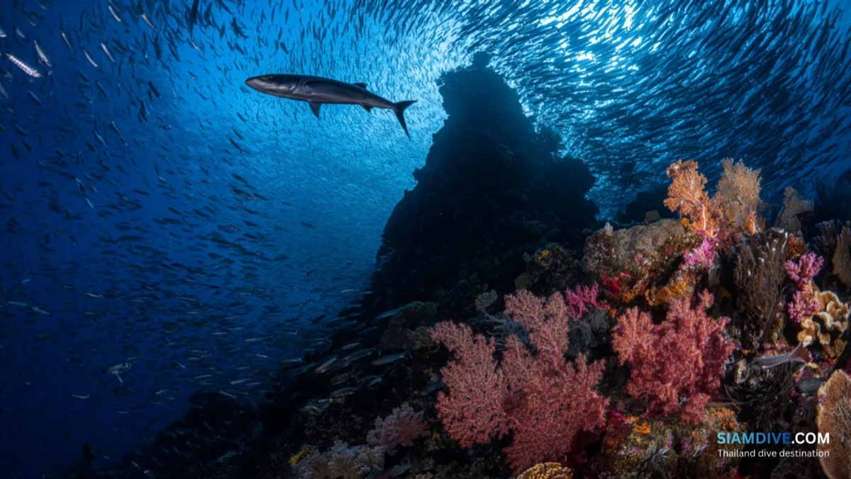 8 Mile Rock Diving Guide: Koh Lipe's Deep Pinnacle — image 5