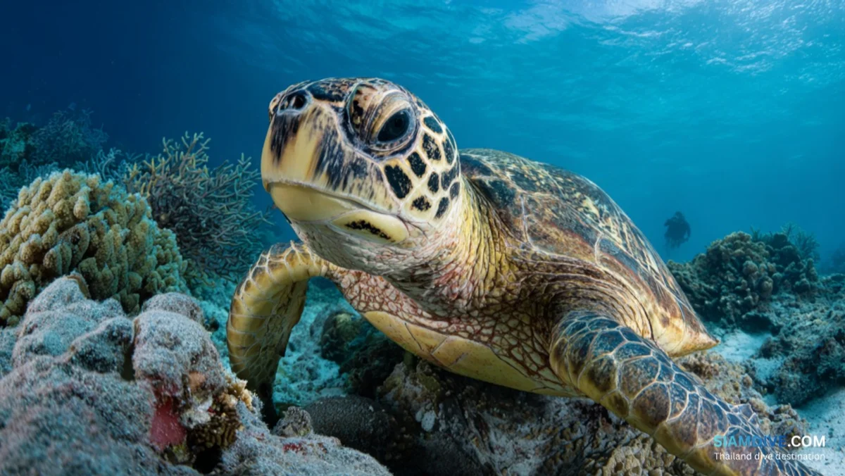 Sea Turtles in Thailand: Species Guide for Scuba Divers — image 2