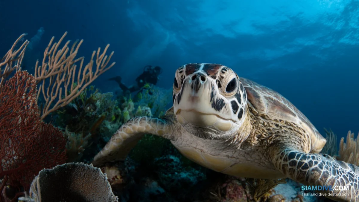 Sea Turtles in Thailand: Species Guide for Scuba Divers — image 4