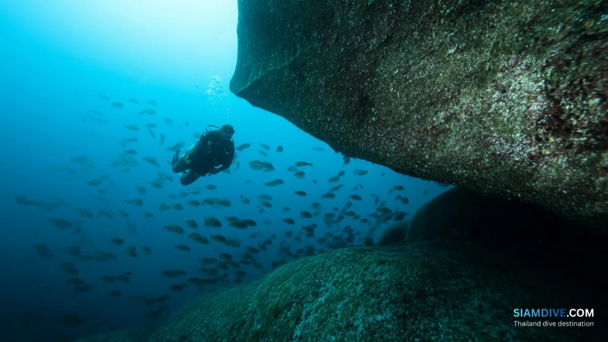 Hin Phae Diving Guide: Koh Tao's Quiet Granite Pinnacle — image 4