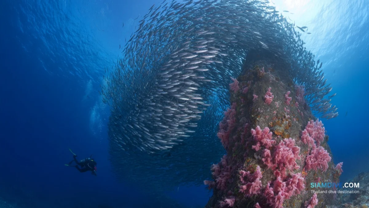 Southwest Pinnacle Koh Tao Diving Guide: The Gulf's Best Big-Fish Site — image 3