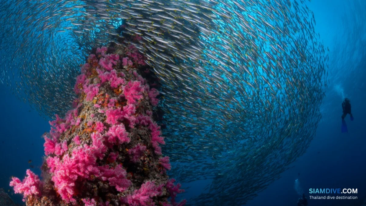 Southwest Pinnacle Koh Tao Diving Guide: The Gulf's Best Big-Fish Site — image 4
