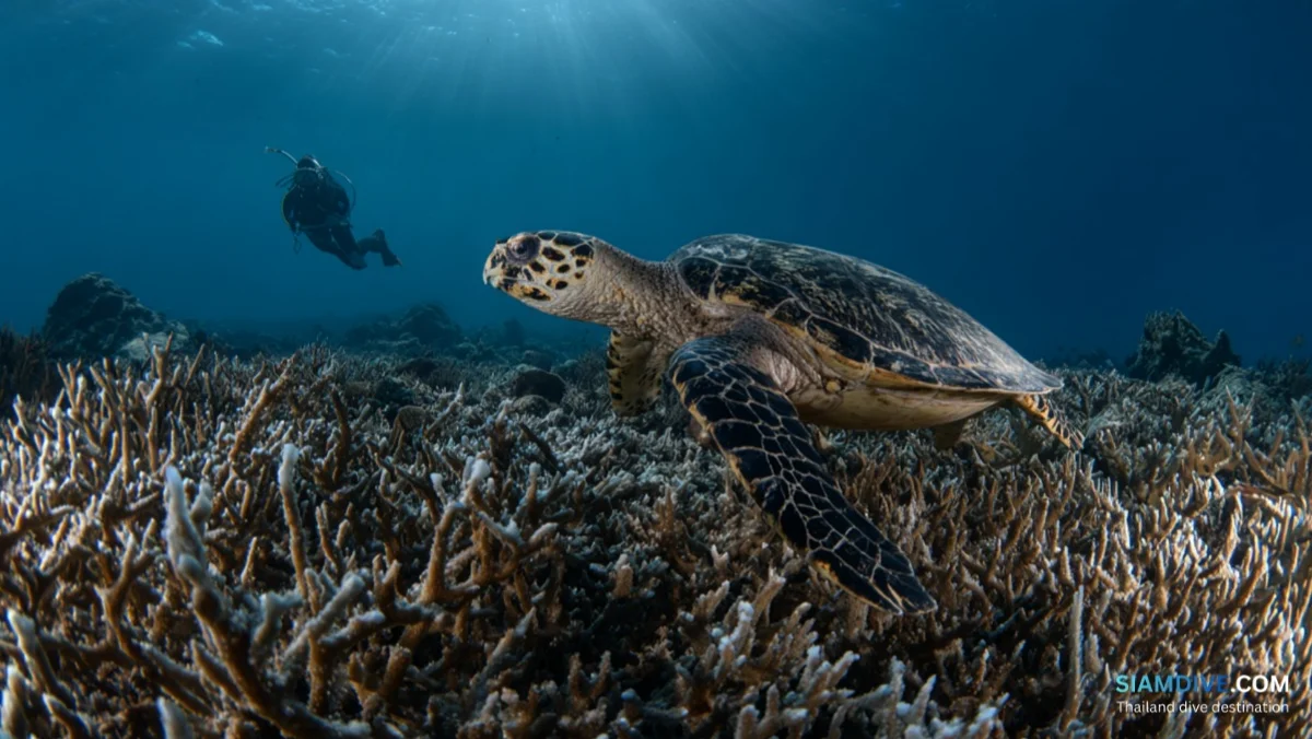 White Rock Koh Tao Diving Guide: The Island's Best Night Dive — image 2