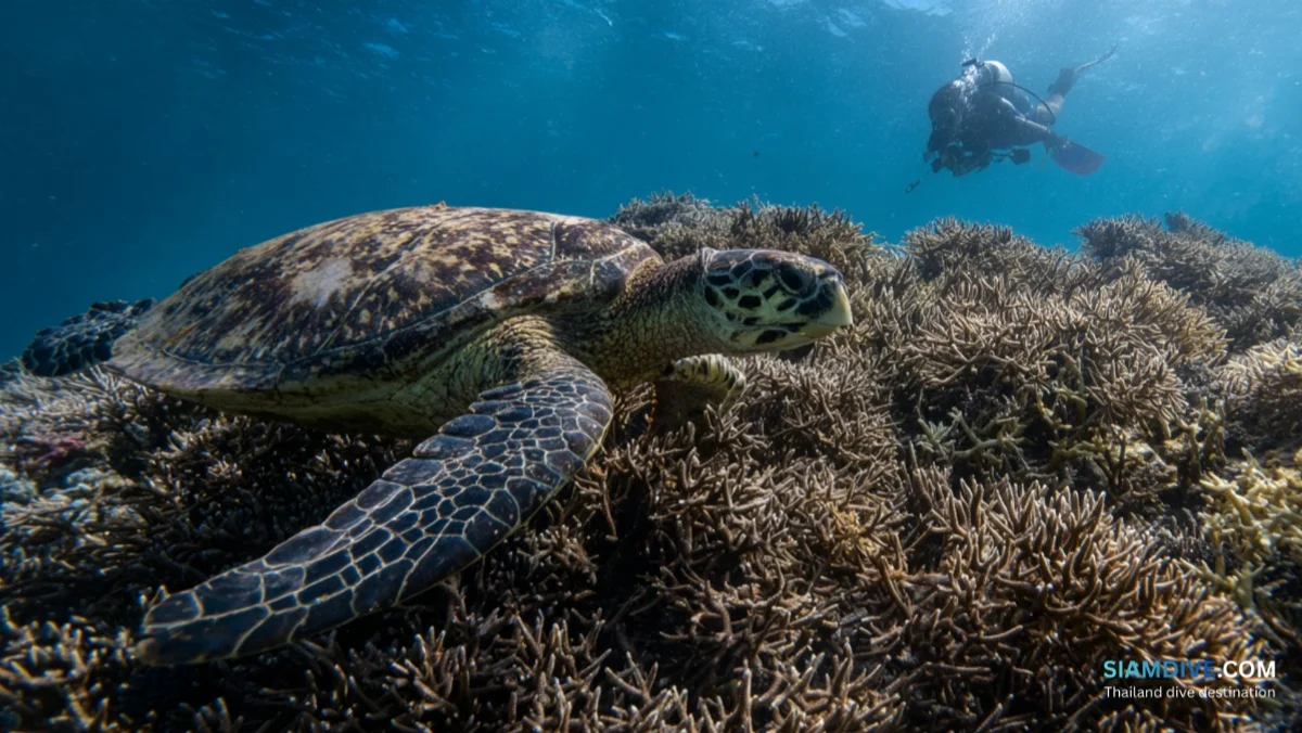 White Rock Koh Tao Diving Guide: The Island's Best Night Dive — image 4