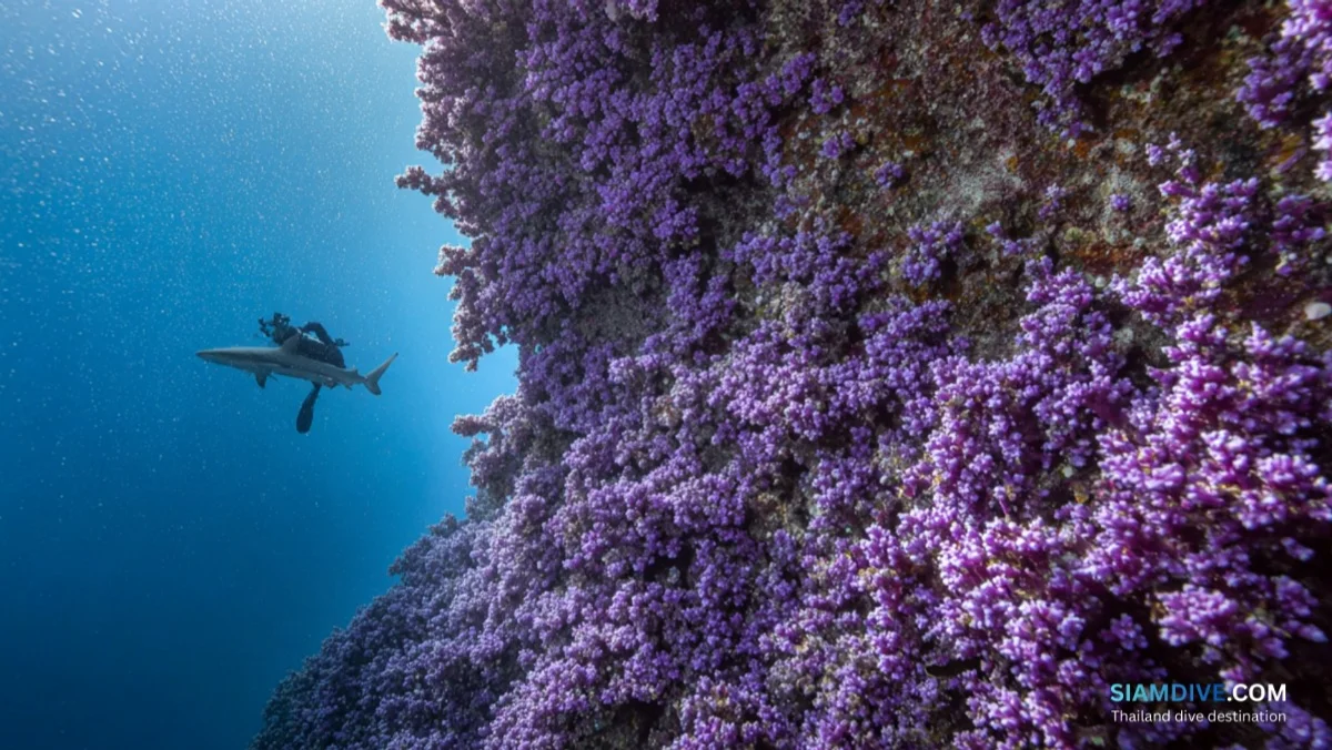 Shark Island Koh Tao Diving Guide: The Gulf's Best Drift Site — image 1