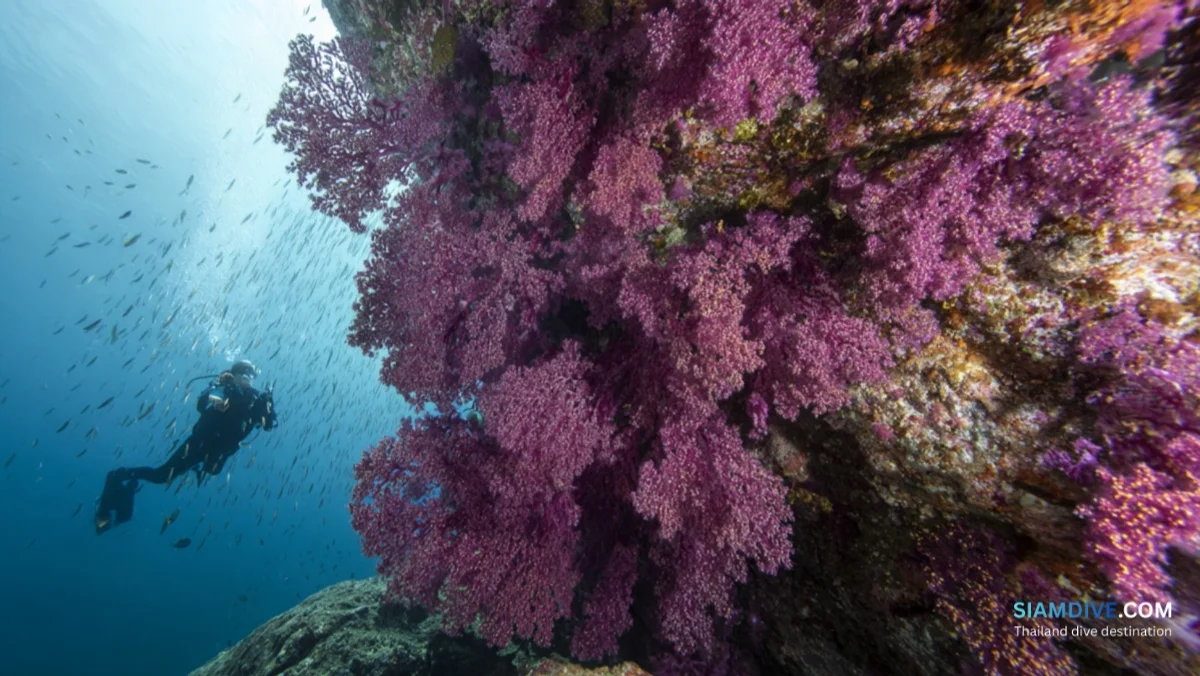 Hin Wong Pinnacle Koh Tao Diving Guide: The East Coast's Best Kept Secret — image 3