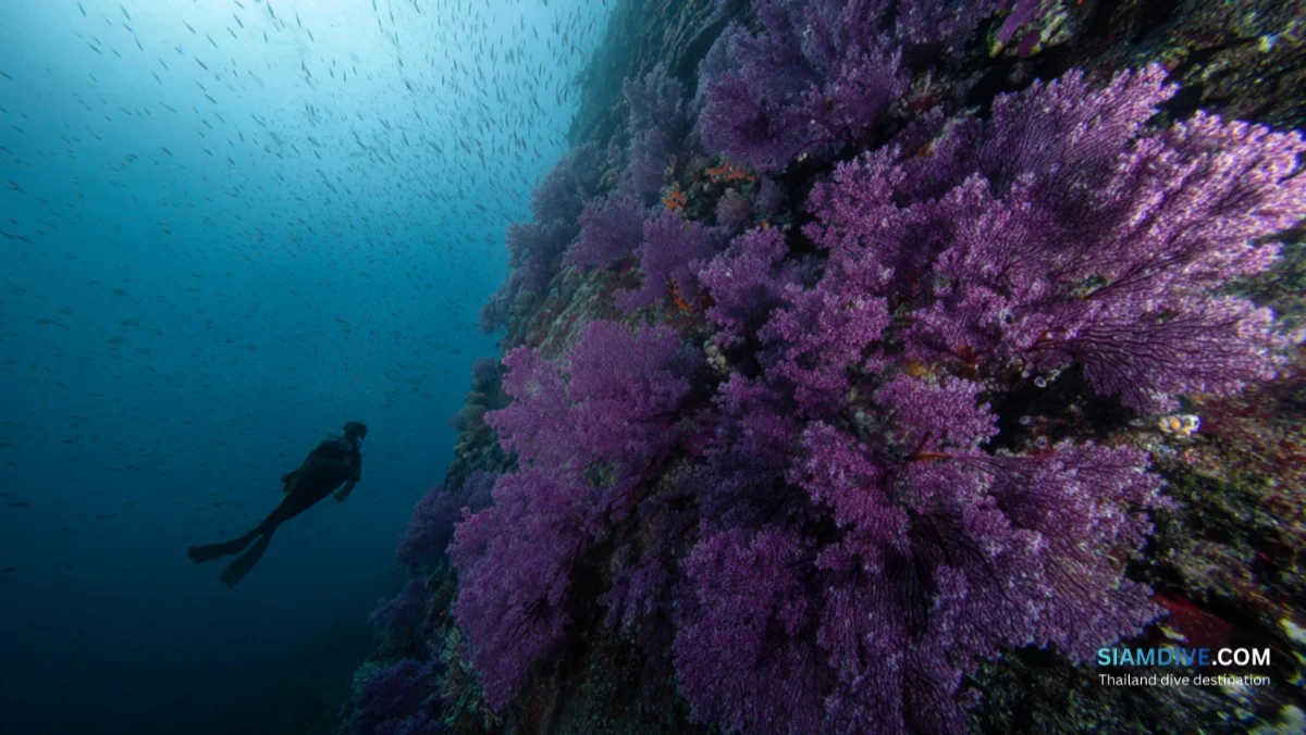 Hin Wong Pinnacle Koh Tao Diving Guide: The East Coast's Best Kept Secret — image 4
