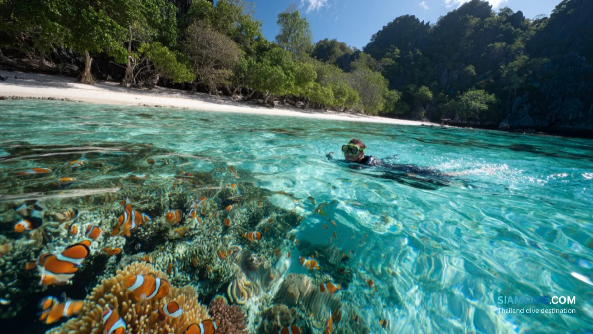 Mango Bay Koh Tao Guide: The Island's Best Beginner Dive and Snorkel Site — image 2