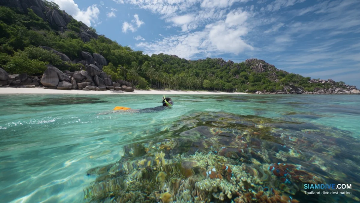 Mango Bay Koh Tao Guide: The Island's Best Beginner Dive and Snorkel Site — image 3